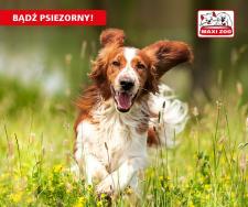 Jak zapewnić psu komfort podczas podróży? Jak zapewnić psu komfort podczas podróży?