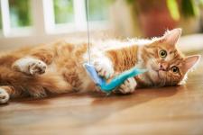 Wspólne spacery i zabawy Wspólne spacery i zabawy