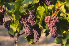 Coraz bardziej popularnym kierunkiem enoturystycznym jest Polska Coraz bardziej popularnym kierunkiem enoturystycznym jest Polska