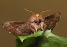 Paskudne zwyczaje pięknych owadów Paskudne zwyczaje pięknych owadów