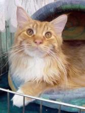 Coraz Więcej Kotów Rasowych w Polskich Domach Coraz Więcej Kotów Rasowych w Polskich Domach