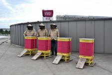 Na dachu VIVO! Stalowa Wola zamieszkały pszczoły Na dachu VIVO! Stalowa Wola zamieszkały pszczoły