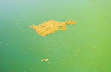 Algi w basenie – jak z nimi walczyć? Algi w basenie – jak z nimi walczyć?