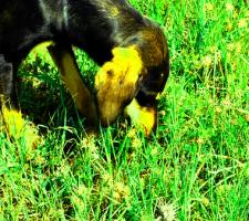 Pokarmy, których nie powinien jeść pies Pokarmy, których nie powinien jeść pies