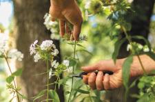 Kwiaty cięte z własnego ogrodu - sekator i nożyczki w akcji Kwiaty cięte z własnego ogrodu - sekator i nożyczki w akcji