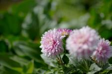 Piękne i trwałe bukiety dzięki odpowiedniej pielęgnacji - 5 najważniejszych zasad Piękne i trwałe bukiety dzięki odpowiedniej pielęgnacji - 5 najważniejszych zasad