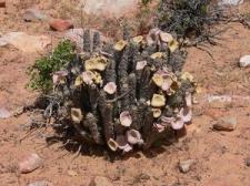 Hoodia Gordonii - kaktus, który odchudza Hoodia Gordonii - kaktus, który odchudza