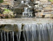 Rośliny w oczku wodnym Rośliny w oczku wodnym