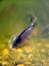 Wędkarstwo karpiowe tylko dla prawdziwych miłośników. Wędkarstwo karpiowe tylko dla prawdziwych miłośników.