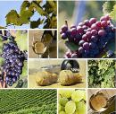 Tradycyjne wino z Moraw Tradycyjne wino z Moraw