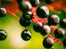 Czarny bez – naturalny sposób na zdrowie Czarny bez – naturalny sposób na zdrowie