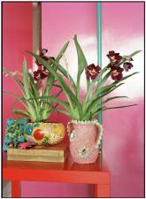 Miltonia - M is for Magic Erinnerungen 