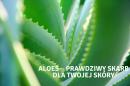 Aloes – prawdziwy skarb dla Twojej skóry Aloes – prawdziwy skarb dla Twojej skóry