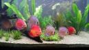 Akwarium i krewetkarium - efektowna ozdoba mieszkania Akwarium i krewetkarium - efektowna ozdoba mieszkania