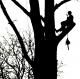 LAVORO altezze - arrampicata / ALBERO CARE 