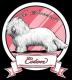 Varsavia canile FCI gruppo IX razza Coton de Tulear 