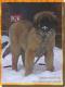 Příroda je lékárna FCI - Leonberger 