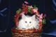 GATTI * PL gatti norvegesi delle foreste Allevamento