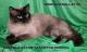 Mostra Ragdoll Cattery