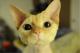 Devon Rex - Allevamento ANSE
