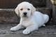 LABRADOR RETRIEVER - More Flower chov