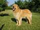 Hovawart razza del cane di razza