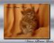 Maine Coon cuccioli e gatti allevamento pedigree gatti Vanco da Wroclaw 