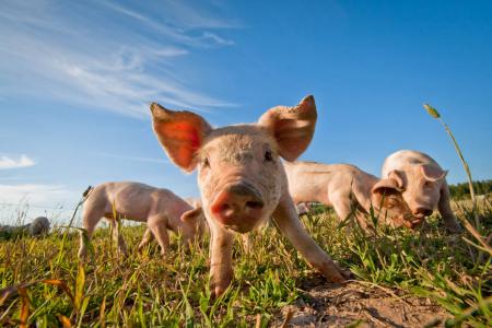 royal canin karma poznań