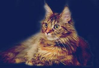 Hodowla kotów rasowych SOPOCISKO*PL