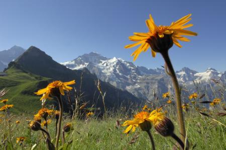 Jungfrau - Maennlichen Mountain - fot Maennlichen Cableways
