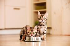 Zwierzęce alergie – co często uczula naszych pupili i jak temu zaradzić?