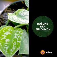 TVN Style i insbay – kolejny program dostępny w aplikacji