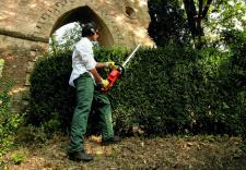 Jak dbać o żywopłoty