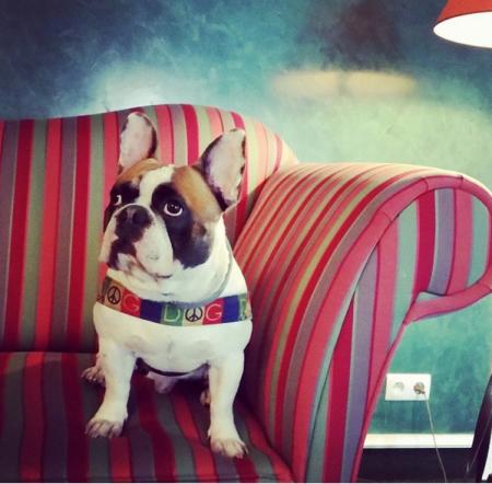 Ze zwierzakiem w hotelu