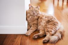 Urządzamy kącik dla pupila