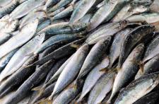 PAULA FISH - przedsiębiorstwo z branży przetwórstwa ryb - optymalizuje procesy i zwiększa efektywnoś