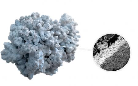 skalinek ostrogowaty