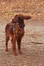 Gdy nasz pies jest niejadkiem…