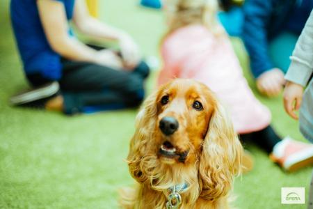 Już drugi raz w kwietniu na terenie Sfery będzie można spotkać się z wyjątkowymi psami