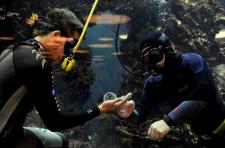 Ponownie zanurkują z rekinem – Arkady Wrocławskie