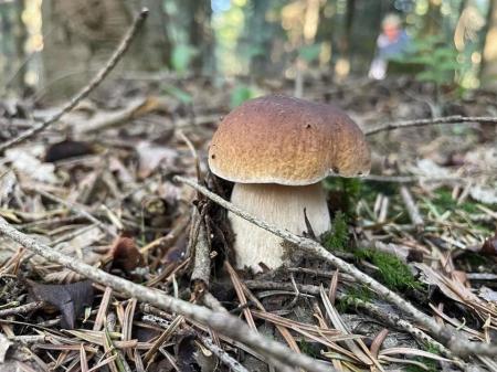 Grzyby_okolice Manor House SPA