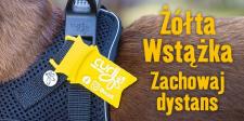 Żółta wstążka u psa – co oznacza?