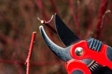 Uzdrawiające cięcie