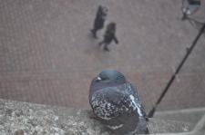 Czy straż miejska powinna karać za dokarmianie ptaków?