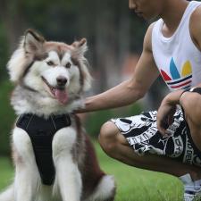 W czym pomagają szelki easy walk dla psów?