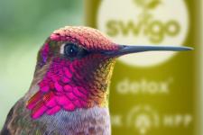 SWIGO obchodzi pierwsze urodziny i otwiera sklep internetowy