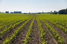 MITY NA TEMAT NAWOZÓW W UPRAWIE ROŚLIN