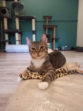 Wspierajmy i adoptujmy