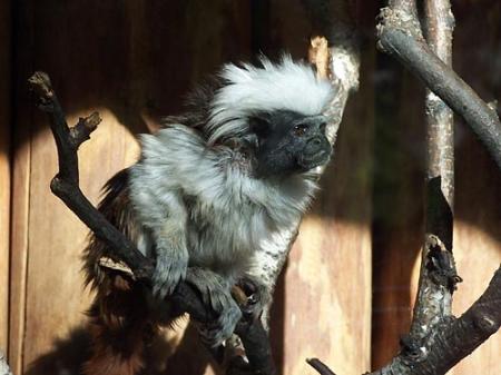 Tamaryna białoczuba