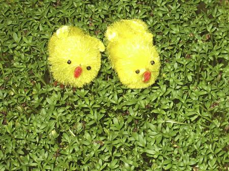 Kurczaczki z rzeżuchą